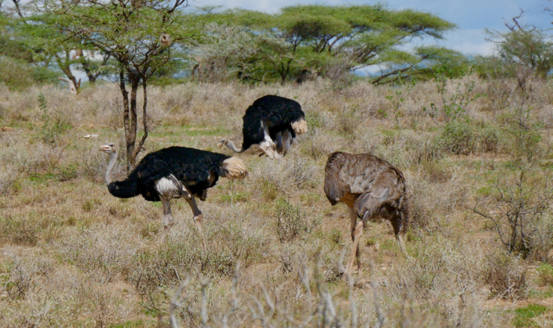 SomaliOstrich