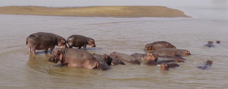 SouthLuangaHippos