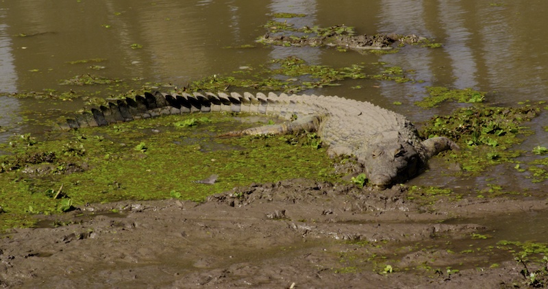 SouthLuangweCroc