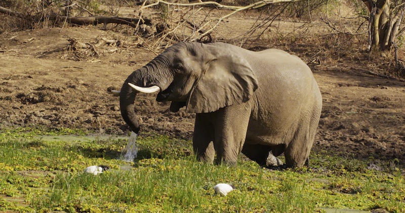 SouthLuangweDrinkingElephant