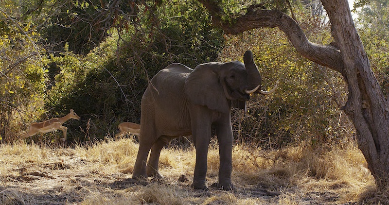 SouthLuangweElephant