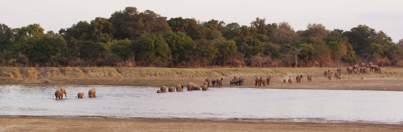 SouthLuangweElephantCrossing
