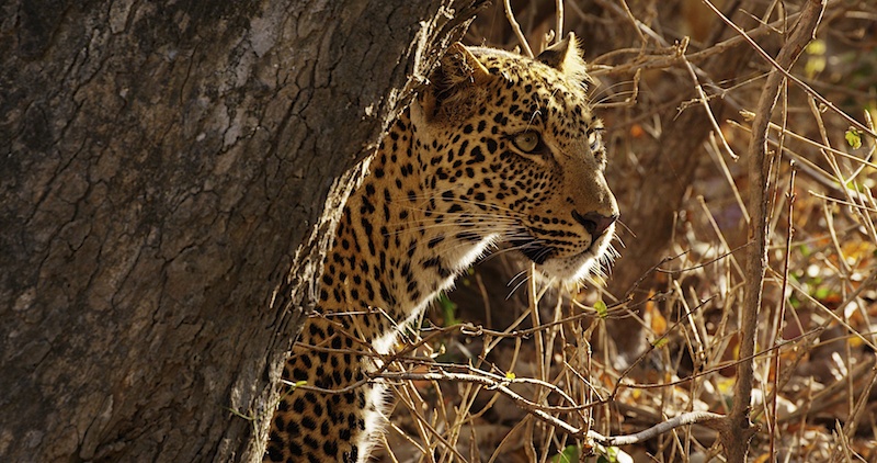 SouthLuangweLeopard