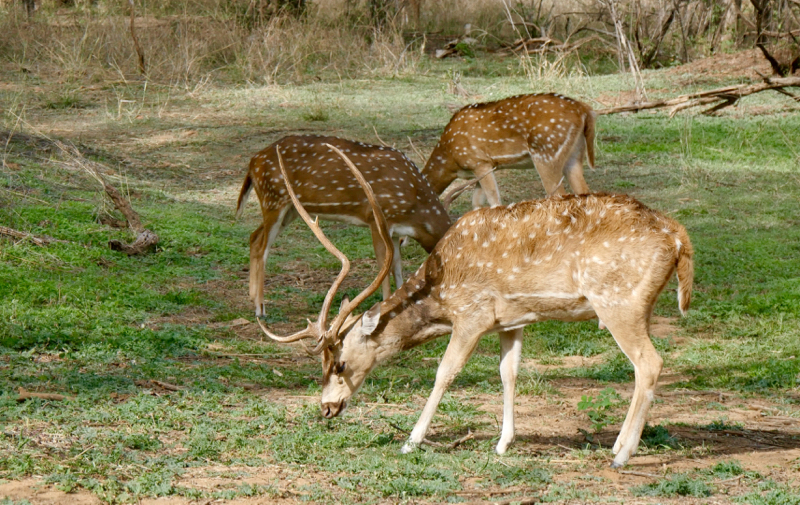 SpottedDeer