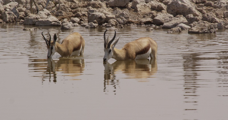 Springbok in Waterhole