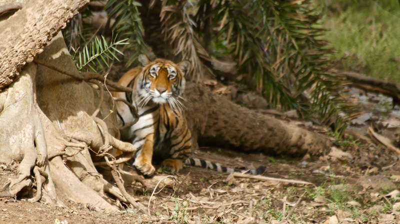 StalkingTiger