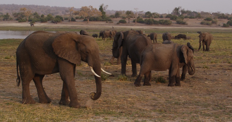SunsetElephants