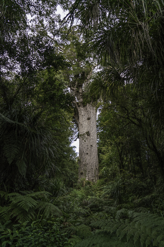 Tane Mahuta-21