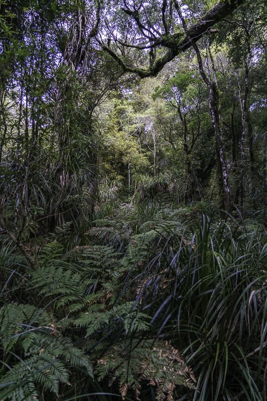 Tane Mahuta-6