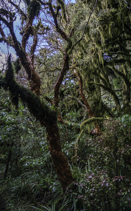 Taranaki-36