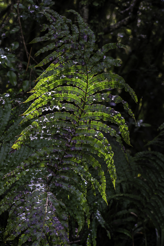 Taranaki-37