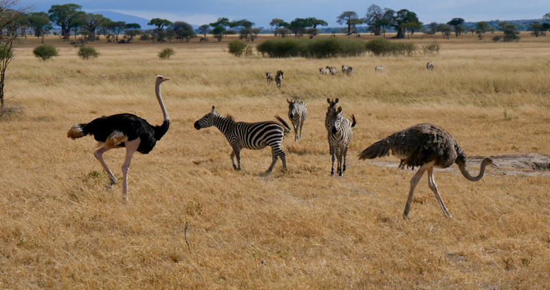 TaringireOstrich