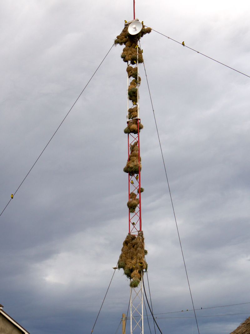 TeleWeavers