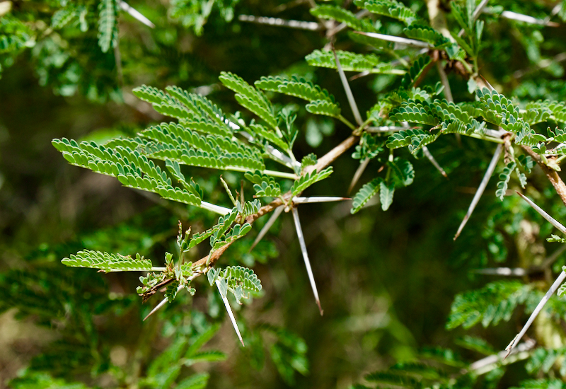 thorny-situation