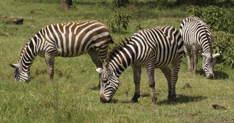 ThreeZebras