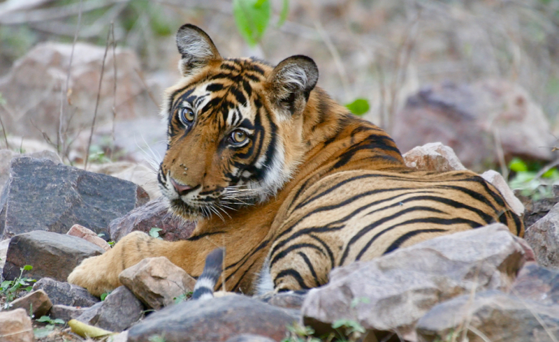 Tiger2