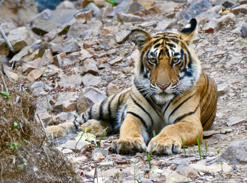 Tiger3