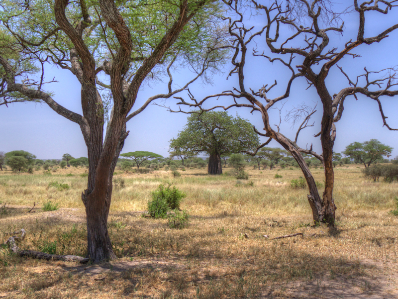 Trees