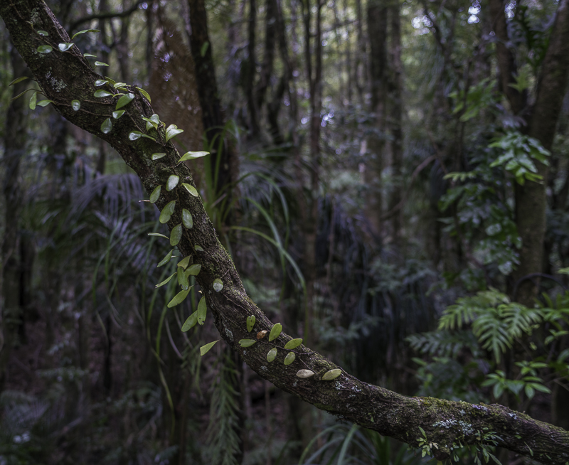 TrounsonKauri-1