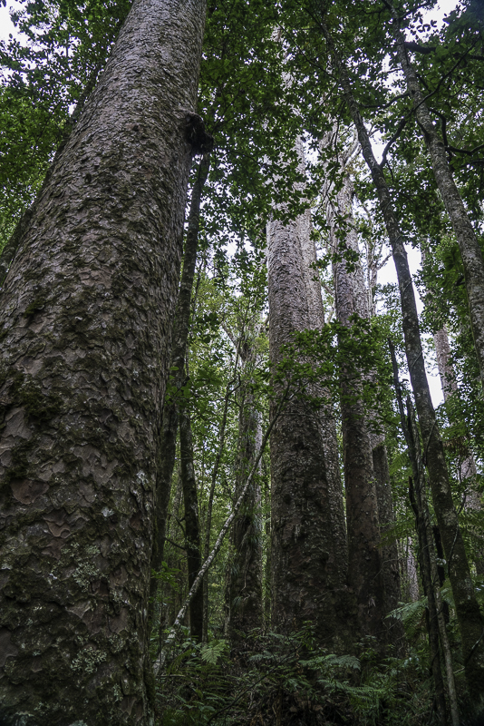 TrounsonKauri-17