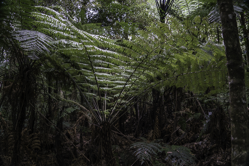 TrounsonKauri-22