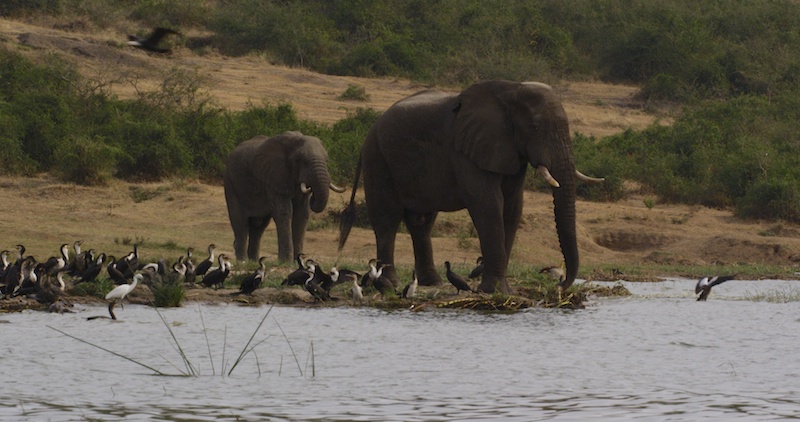 Two Elephants