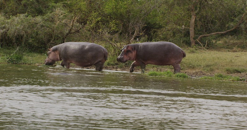 Two Hippos