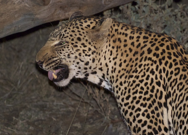 Unhappy Leopard
