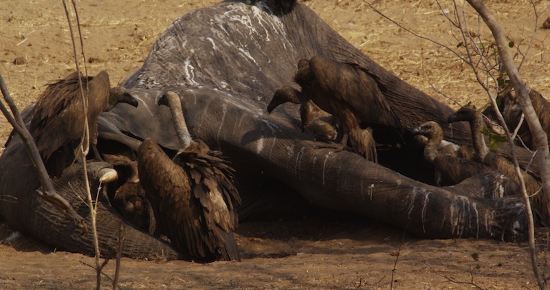 Vultures
