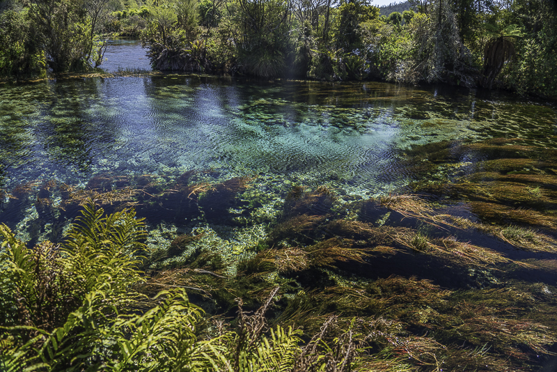WaikoropupuSpring-15