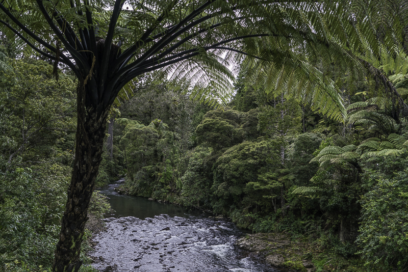 Waipoua-100