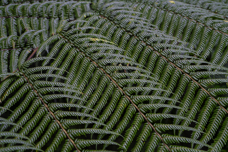 Waipoua-28
