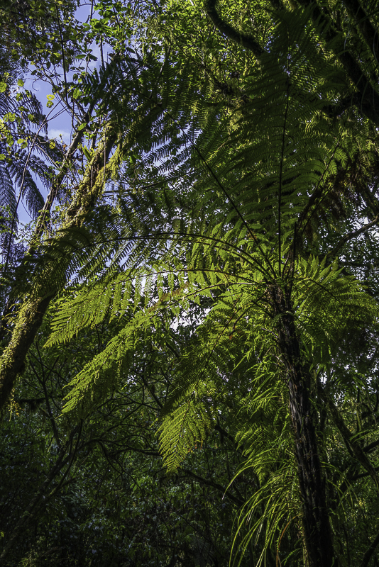 WaitomoWest-40