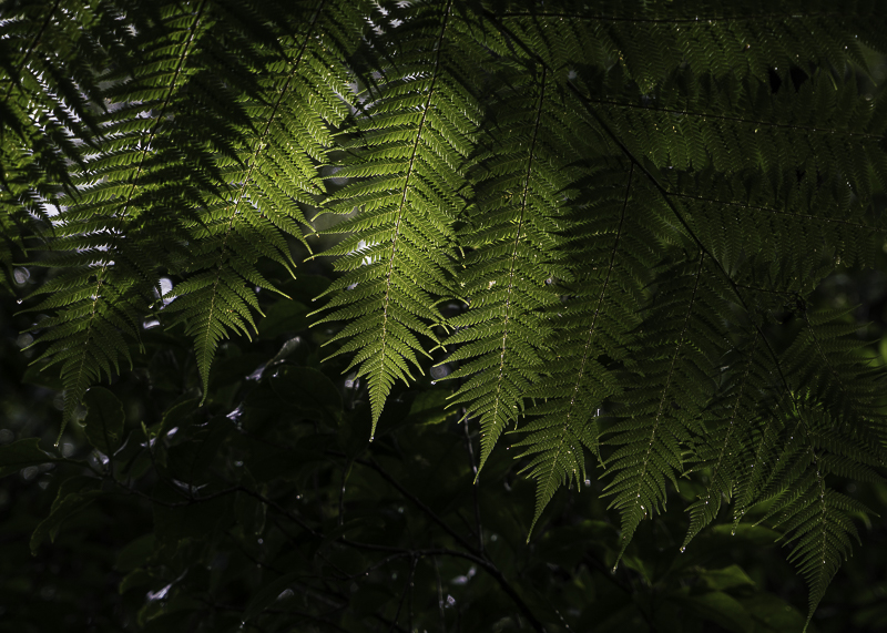 WaitomoWest-63