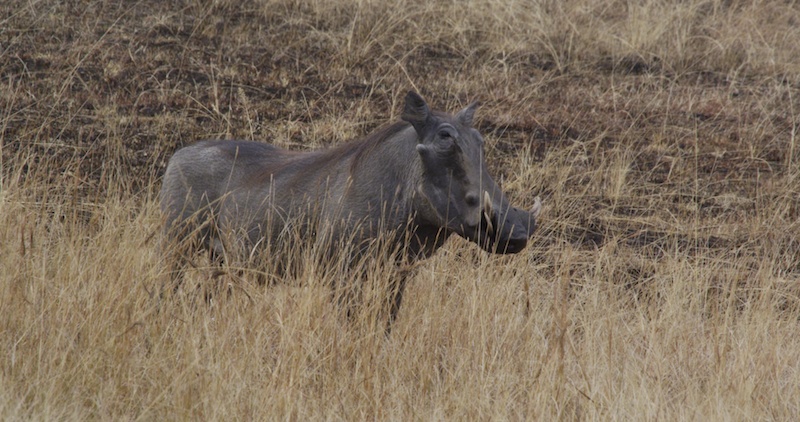 Warthog