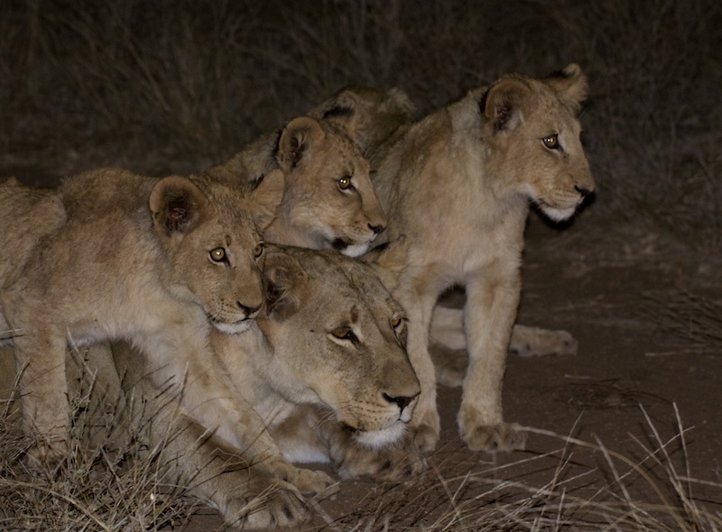 WatchfulLions
