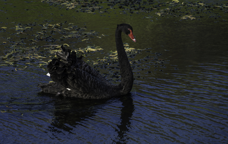 WaterFowl-4