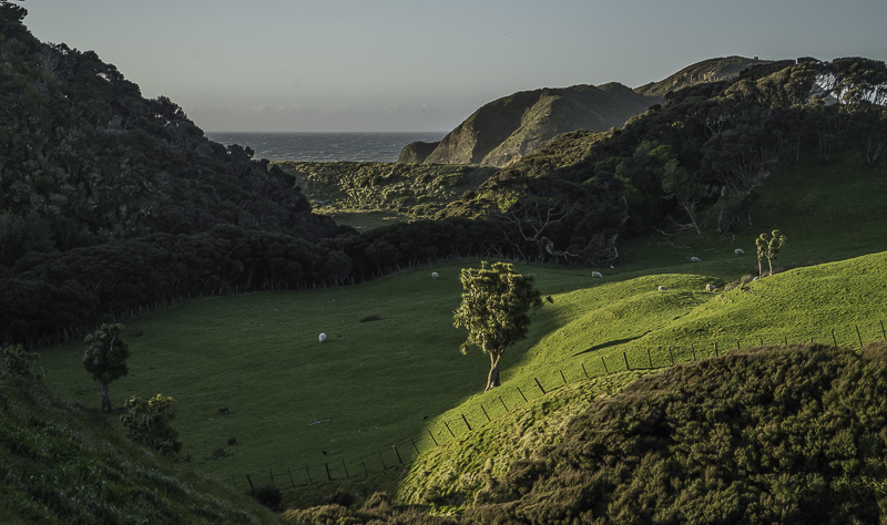 Whararariki-4