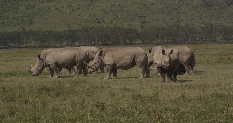 White Rhinos