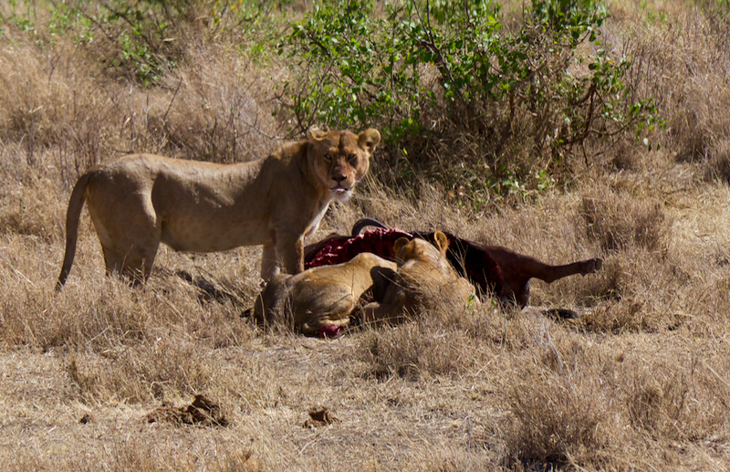 YummyWildebeest