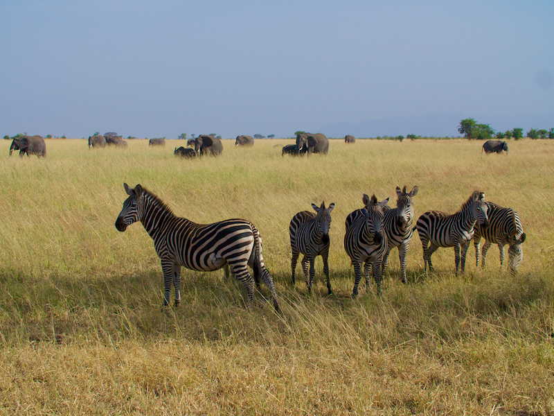 ZebraAnd Eles