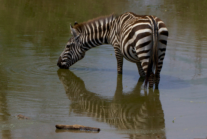 ZebraDrinking