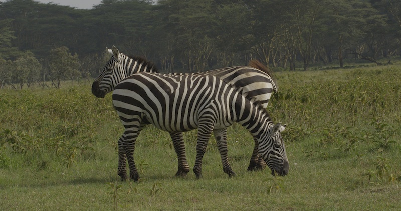 Zebras